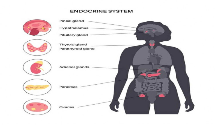 Endocrine Glands And Their Hormones
