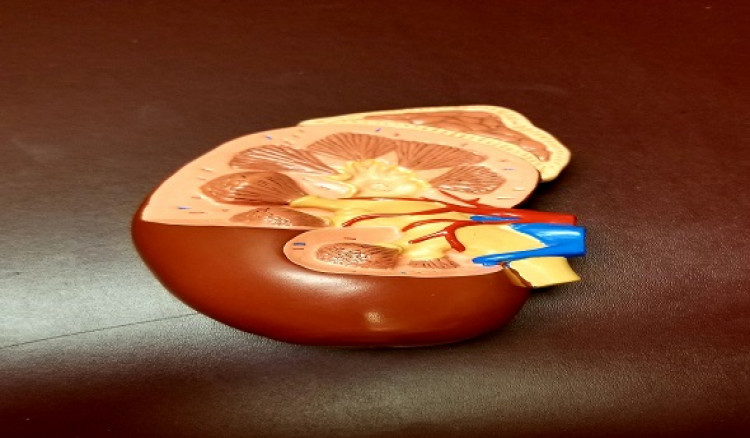10 Habits and Lifestyle Choices That Can Harm Your Kidneys